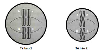 Đề thi giữa kì - Sinh 12 - có đáp án - đề 3