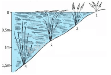 Đề thi giữa kì - Sinh 12 - có đáp án - đề 4