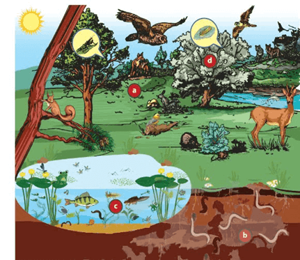 2+ Đề thi Giữa kì 2 Sinh học 12 Chân trời sáng tạo (cấu trúc mới, có đáp án)