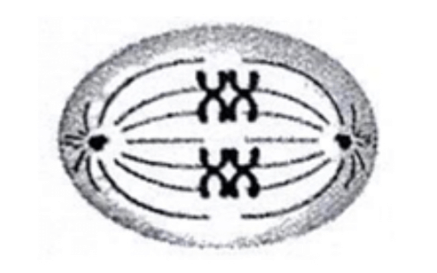 Đề minh họa Khoa học tự nhiên vào lớp 10 Hải Phòng năm 2025 (có đáp án)
