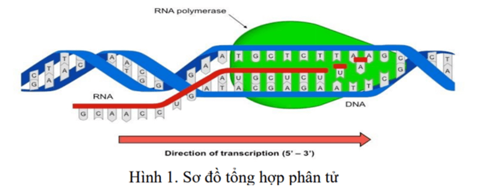 Đề minh họa Khoa học tự nhiên vào lớp 10 Ninh Bình năm 2025 (có đáp án)