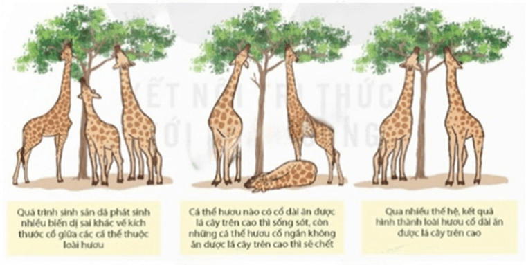Đề tham khảo Khoa học tự nhiên vào lớp 10 Ninh Bình năm 2025 (có đáp án)