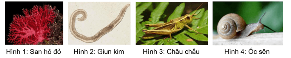 6+ Đề thi Giữa kì 2 KHTN 6 Kết nối tri thức năm 2026 (có đáp án)