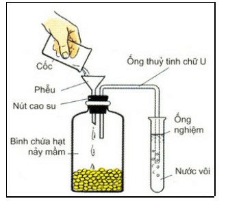 Đề thi Học kì 1 Sinh học 11 có đáp án (6 đề)