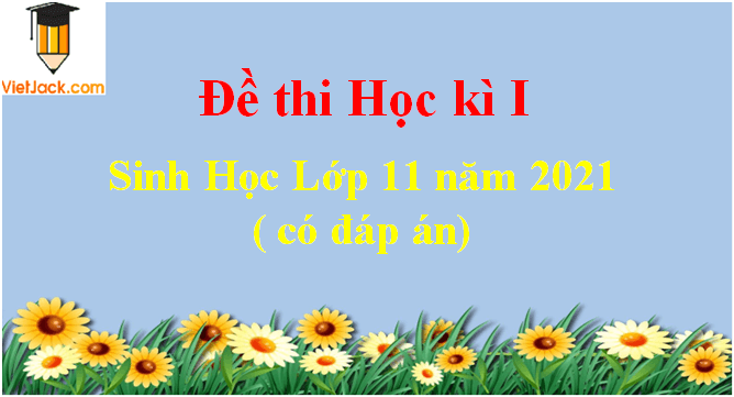 Đề thi Học kì 1 Sinh học 11 có đáp án (6 đề)