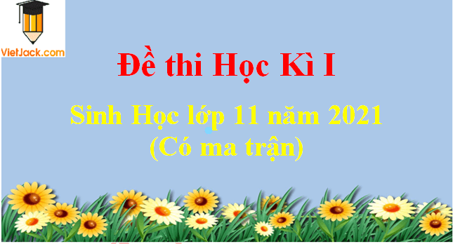 Đề thi Học kì 1 Sinh học 11 năm 2024 có ma trận (8 đề)