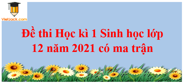 Đề thi Học kì 1 Sinh học 12 năm 2024 có ma trận (8 đề)