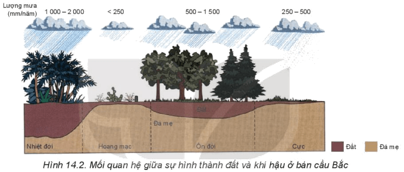 Dựa vào thông tin và hình 14.2 trong mục 2, hãy trình bày các nhân tố hình thành đất