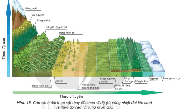 Dựa vào hình 15, hãy nêu sự thay đổi thảm thực vật theo vĩ độ