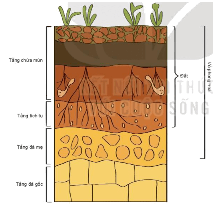 Lý thuyết Địa Lí 10 Kết nối tri thức Bài 14: Đất trên Trái Đất