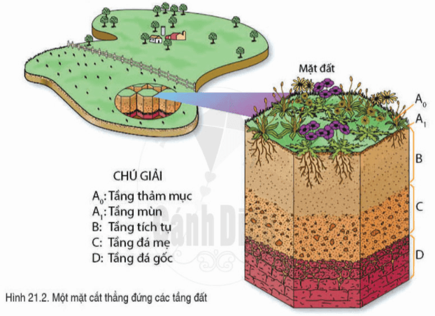 Lý thuyết Địa Lí 6 Bài 21: Lớp đất trên Trái Đất