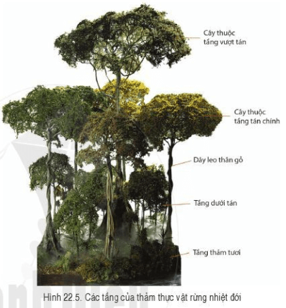Lý thuyết Địa Lí 6 Bài 22: Sự đa dạng của thế giới sinh vật. Các đới thiên nhiên trên Trái Đất. Rừng nhiệt đới