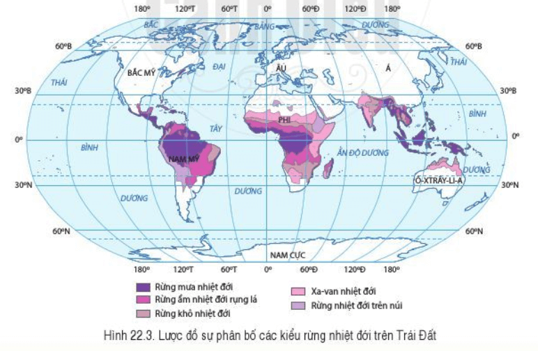 Lý thuyết Địa Lí 6 Bài 22: Sự đa dạng của thế giới sinh vật. Các đới thiên nhiên trên Trái Đất. Rừng nhiệt đới