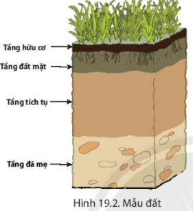 Lý thuyết Địa Lí 6 Bài 19: Lớp đất và các nhân tố hình thành đất. Một số nhóm đất điển hình