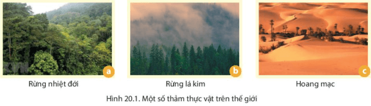 Lý thuyết Địa Lí 6 Bài 20: Sinh vật và sự phân bố các đới thiên nhiên. Rừng nhiệt đới | Chân trời sáng tạo