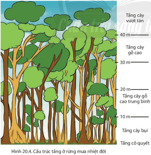 Lý thuyết Địa Lí 6 Bài 20: Sinh vật và sự phân bố các đới thiên nhiên. Rừng nhiệt đới | Chân trời sáng tạo