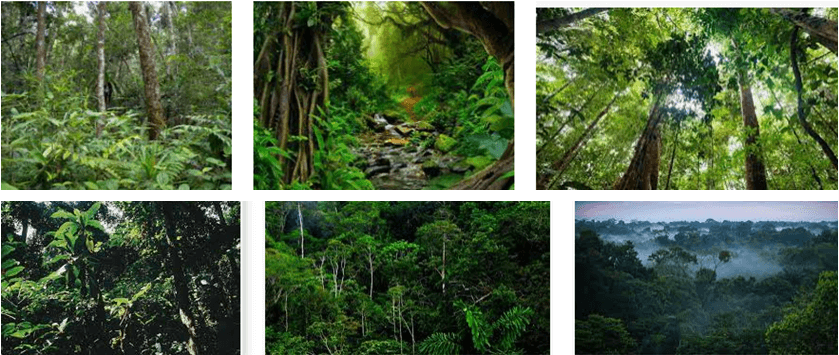 Lý thuyết Địa Lí 6 Bài 20: Sinh vật và sự phân bố các đới thiên nhiên. Rừng nhiệt đới