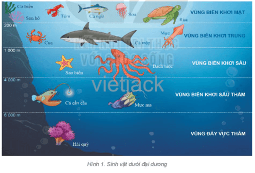 em hãy kể tên một số loài sinh vật ở các vùng biển trong đại dương