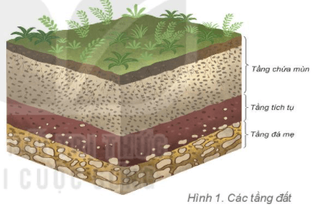 Lý thuyết Địa Lí 6 Bài 22: Lớp đất trên Trái Đất | Kết nối tri thức