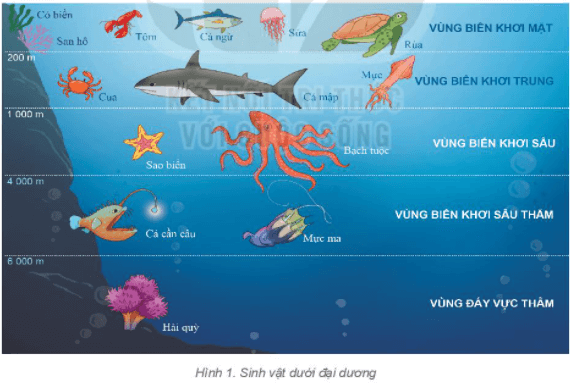 Lý thuyết Địa Lí 6 Bài 23: Sự sống trên Trái Đất