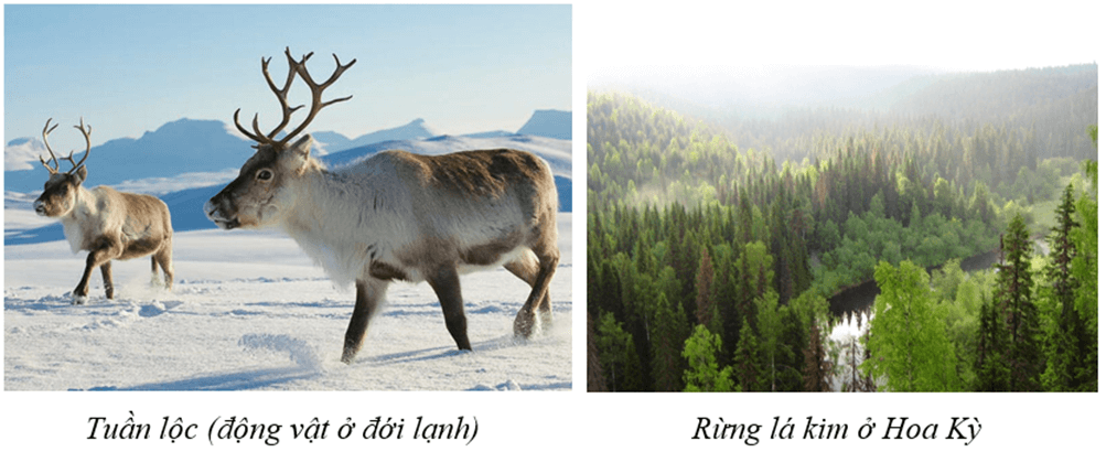 Lý thuyết Địa Lí 7 Kết nối tri thức Bài 14: Đặc điểm tự nhiên Bắc Mỹ