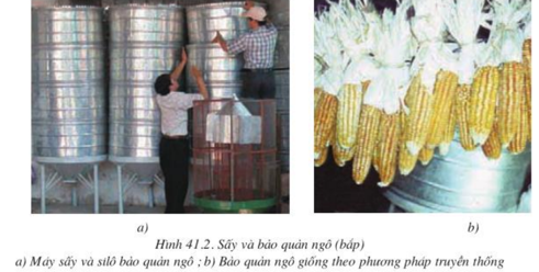 Lý thuyết Công nghệ 10 Bài 41: Bảo quản hạt, củ làm giống hay, ngắn gọn | Lý thuyết Công nghệ 10 đầy đủ nhất