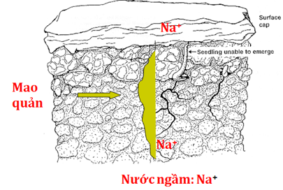 Lý thuyết Công nghệ 10 Bài 10 Kết nối tri thức, Cánh diều, Chân trời sáng tạo | Lý thuyết Công nghệ 10 đầy đủ nhất