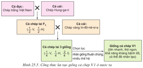 Lý thuyết Công nghệ 10 Bài 25 Kết nối tri thức, Chân trời sáng tạo hay, ngắn gọn | Lý thuyết Công nghệ 10 đầy đủ nhất