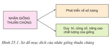 Lý thuyết Công nghệ 10 Bài 25 Kết nối tri thức, Chân trời sáng tạo hay, ngắn gọn | Lý thuyết Công nghệ 10 đầy đủ nhất