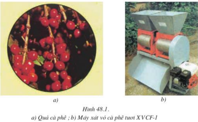 Lý thuyết Công nghệ 10 Bài 48: Chế biến sản phẩm cây công nghiệp và lâm sản hay, ngắn gọn | Lý thuyết Công nghệ 10 đầy đủ nhất