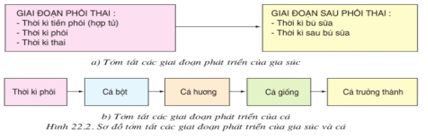 Lý thuyết Công nghệ 10 Bài 22: Quy luật sinh trưởng, phát dục của vật nuôi hay, ngắn gọn | Lý thuyết Công nghệ 10 đầy đủ nhất