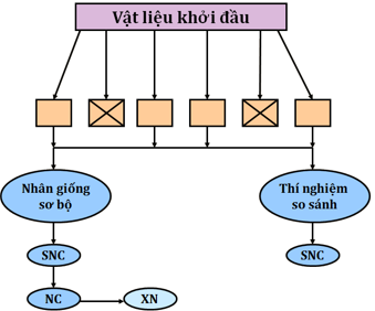 Lý thuyết Công nghệ 10 Bài 3: Sản xuất giống cây trồng hay, ngắn gọn | Lý thuyết Công nghệ 10 đầy đủ nhất