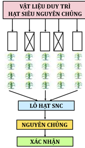 Lý thuyết Công nghệ 10 Bài 4: Sản xuất giống cây trồng (tiếp theo) hay, ngắn gọn | Lý thuyết Công nghệ 10 đầy đủ nhất