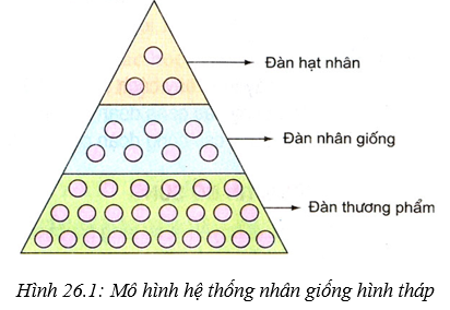 Lý thuyết Công nghệ 10 Bài 26 Kết nối tri thức, Chân trời sáng tạo hay, ngắn gọn | Lý thuyết Công nghệ 10 đầy đủ nhất