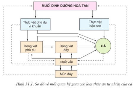 Lý thuyết Công nghệ 10 Bài 31: Sản xuất thức ăn nuôi thủy sản hay, ngắn gọn | Lý thuyết Công nghệ 10 đầy đủ nhất