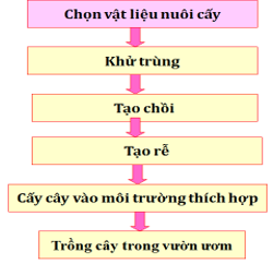 Lý thuyết Công nghệ 10 Bài 6: Ứng dụng công nghệ nuôi cấy mô tế bào trong nhân giống cây trồng nông, lâm nghiệp hay, ngắn gọn | Lý thuyết Công nghệ 10 đầy đủ nhất