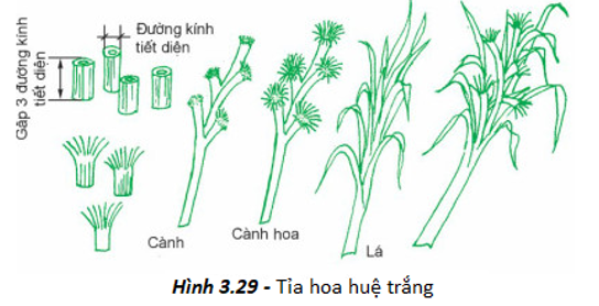 Giải bài tập công nghệ 6