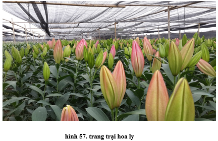 Lý thuyết Công nghệ 6 Bài 12: Trang trí nhà ở bằng cây cảnh và hoa (hay, chi tiết)