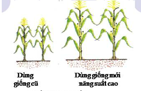 Giải bài tập Công nghệ 7 | Giải Công nghệ 7