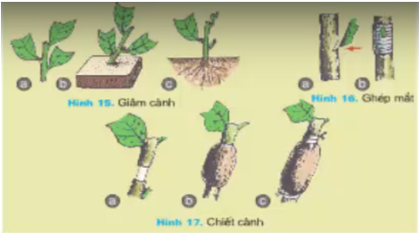 Lý thuyết Công nghệ 7 Bài 11: Sản xuất vào bảo quản giống cây trồng hay, ngắn gọn