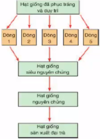 Lý thuyết Công nghệ 7 Bài 11: Sản xuất vào bảo quản giống cây trồng hay, ngắn gọn