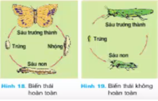 Lý thuyết Công nghệ 7 Bài 12: Sâu, bệnh hại cây trồng hay, ngắn gọn