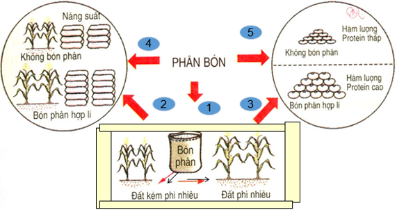 Lý thuyết Công nghệ 7 Bài 7: Tác dụng của phân bón trong trồng trọt hay, ngắn gọn