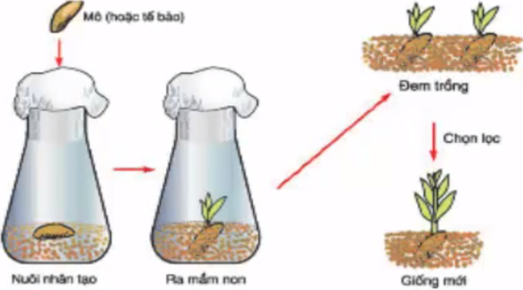 Lý thuyết Công nghệ 7 Bài 10: Vai trò của giống và phương pháp chọn giống cây trồng hay, ngắn gọn