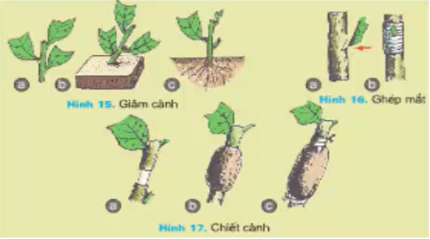 Giải bài tập Công nghệ 7 | Giải Công nghệ 7