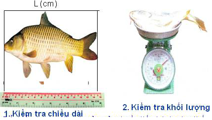 Giải bài tập Công nghệ 7 | Giải Công nghệ 7