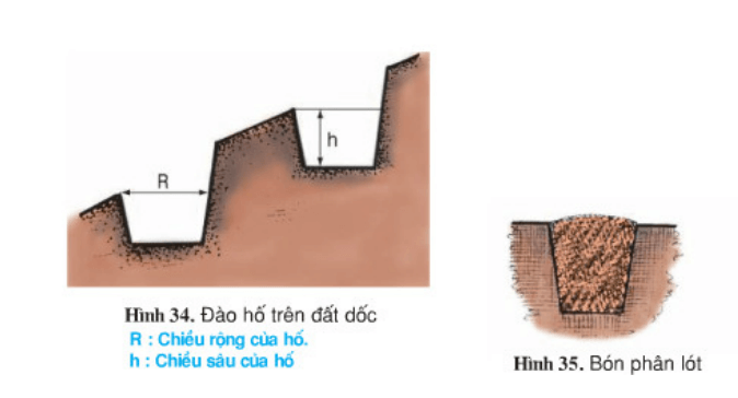 Bài 13: Thực hành: Trồng cây ăn quả