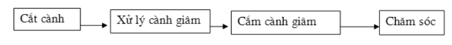 Bài 4: Thực hành: Giâm cành | Giải bài tập Công nghệ 9