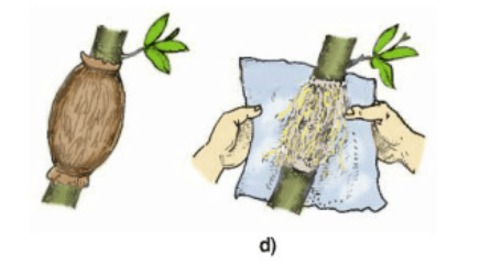 Bài 5: Thực hành: Chiết cành | Giải bài tập Công nghệ 9