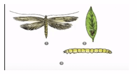 Bài 12: Nhận biết một số loại sâu, bệnh hại cây ăn quả